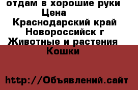 отдам в хорошие руки › Цена ­ 10 - Краснодарский край, Новороссийск г. Животные и растения » Кошки   